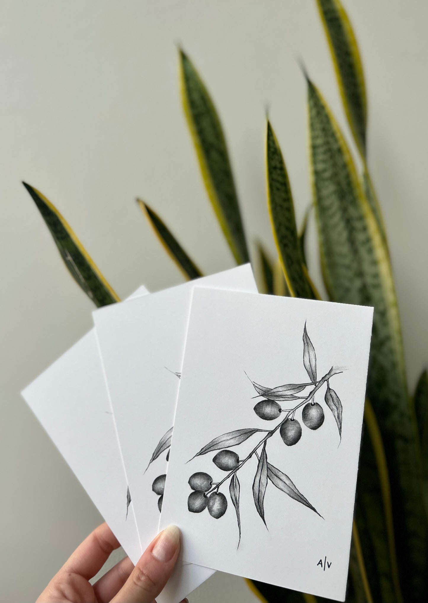 Sketch card - olive branch
